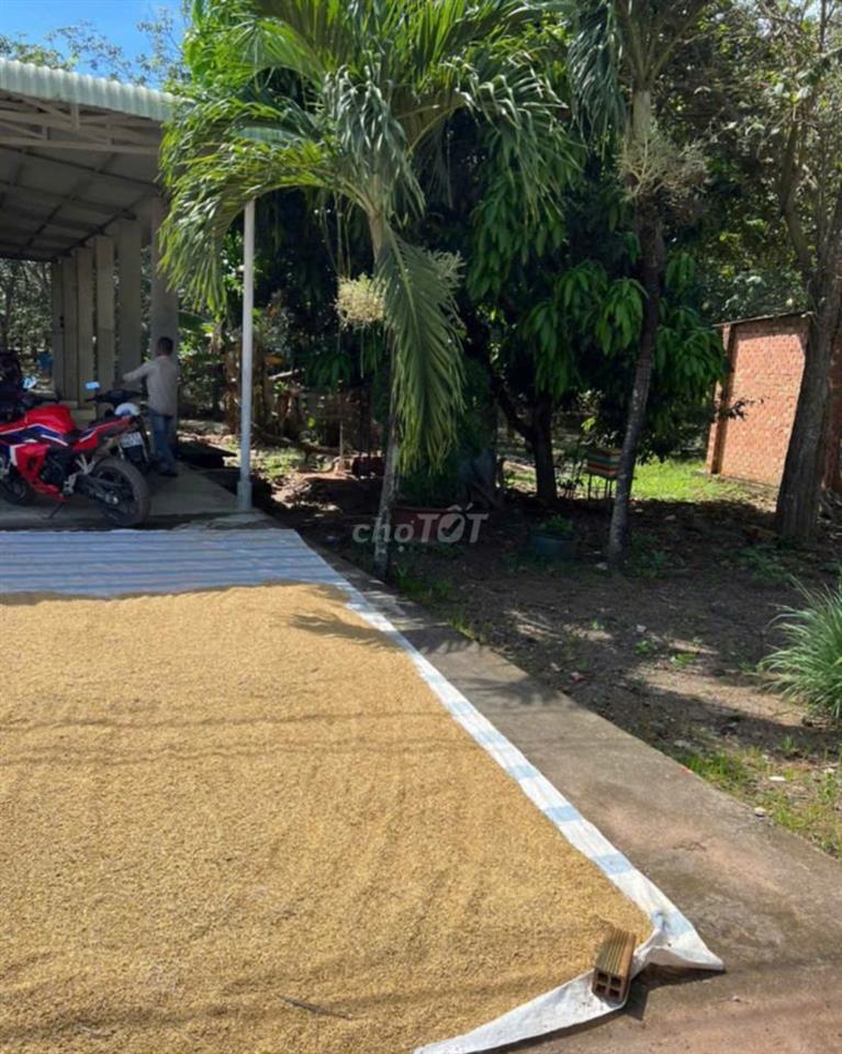 🔥 ĐẤT GIÁ RẺ TÂY NINH - HẢO ĐƯỚC, CHÂU THÀNH - 106M² - GIÁ CHỈ 450 TR