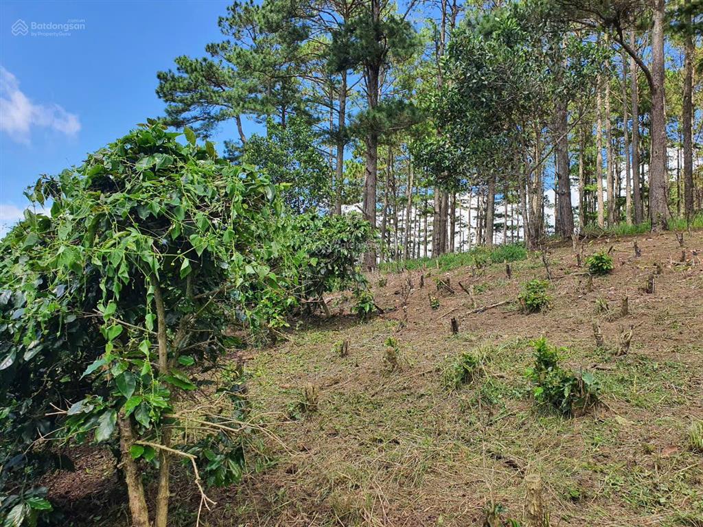 Chính chủ bán mảnh đất vườn cafe, mảnh 4000m², đất giáp rừng thông, xe hơi vào tận nơi