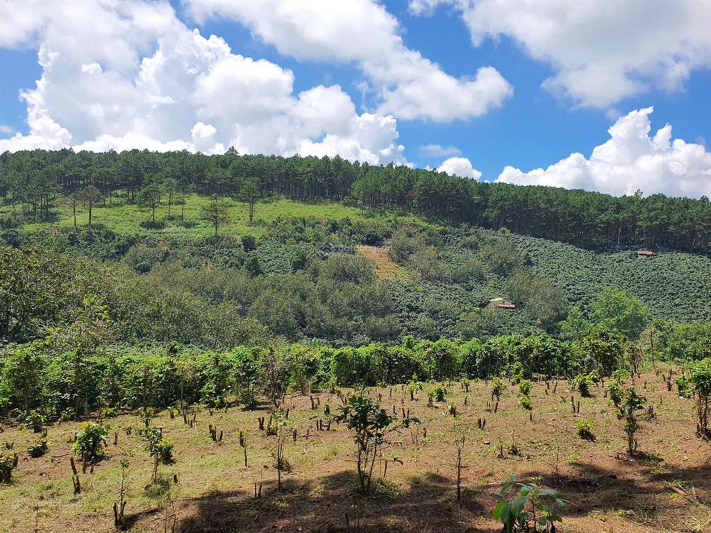 Chính chủ bán mảnh đất vườn cafe, mảnh 4000m², đất giáp rừng thông, xe hơi vào tận nơi