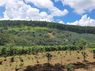 Chính chủ bán mảnh đất vườn cafe, mảnh 4000m², đất giáp rừng thông, xe hơi vào tận nơi