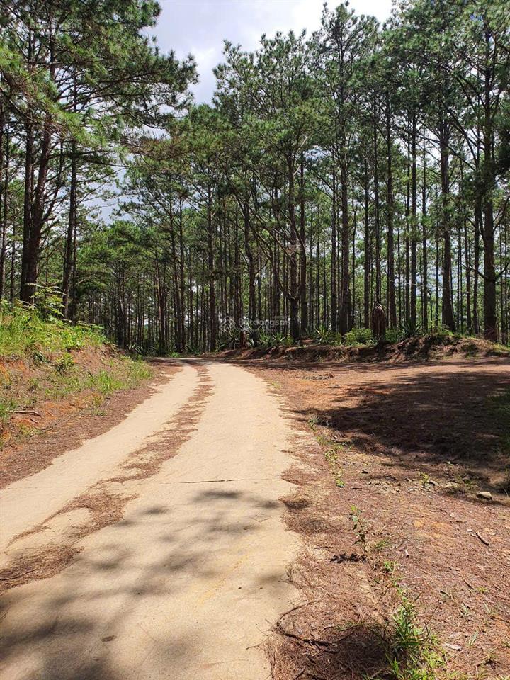 Chính chủ bán mảnh đất vườn cafe, mảnh 4000m², đất giáp rừng thông, xe hơi vào tận nơi