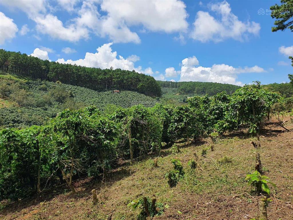 Chính chủ bán mảnh đất vườn cafe, mảnh 4000m², đất giáp rừng thông, xe hơi vào tận nơi