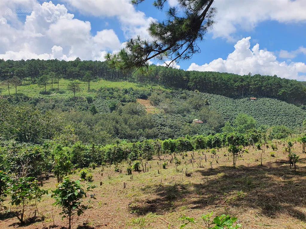 Chính chủ bán mảnh đất vườn cafe, mảnh 4000m², đất giáp rừng thông, xe hơi vào tận nơi