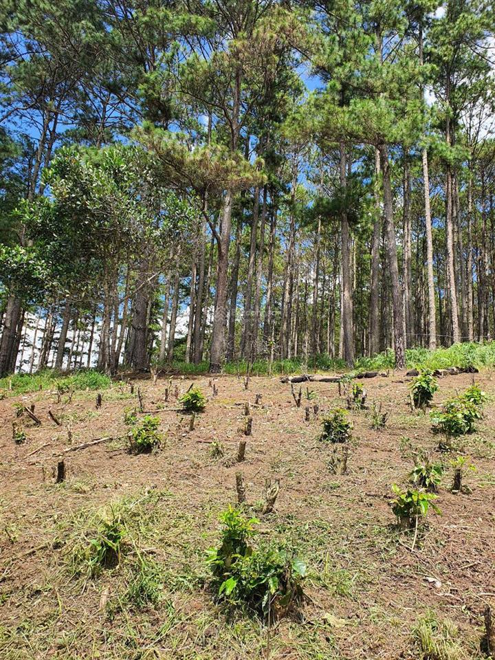 Chính chủ bán mảnh đất vườn cafe, mảnh 4000m², đất giáp rừng thông, xe hơi vào tận nơi