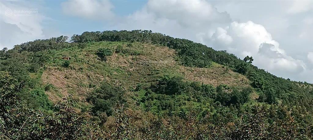 Cắt lỗ 2ha hà lâm đạ huoai, cách ql20 450m, đất trồng sầu riêng, làm farmstay, chỉ 3,2 tỷ