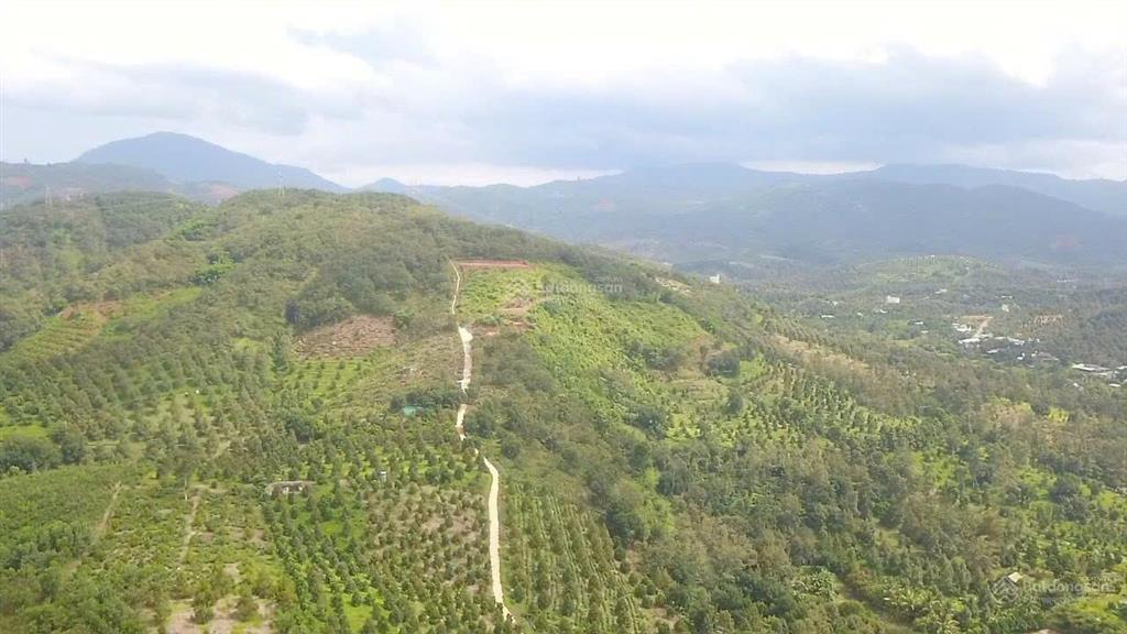 Cắt lỗ 2ha hà lâm đạ huoai, cách ql20 450m, đất trồng sầu riêng, làm farmstay, chỉ 3,2 tỷ