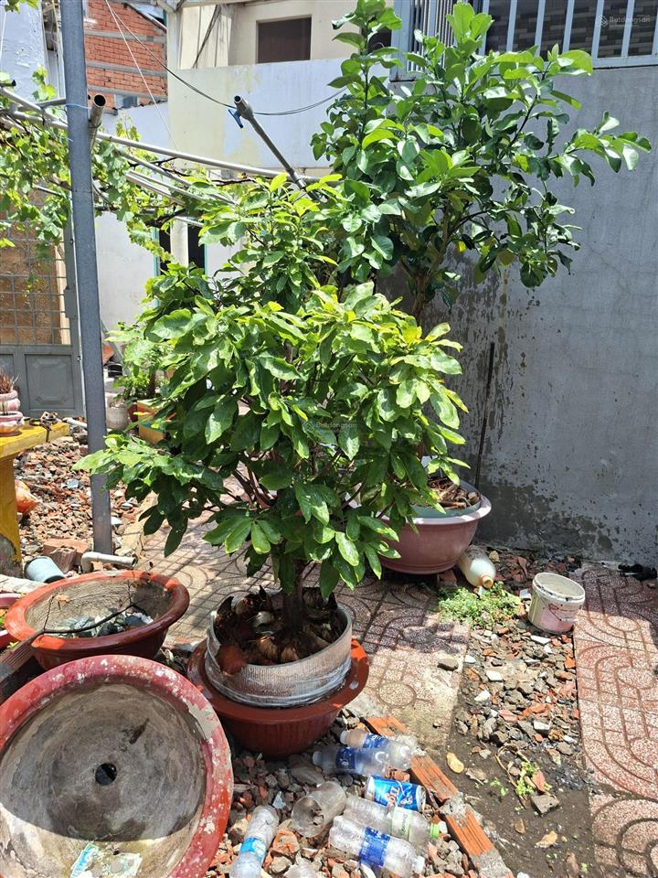 Bán nhà cấp 4 cũ hẻm 22 đường số 10, trường thọ, thủ đức 161m2 giá 4 tỷ