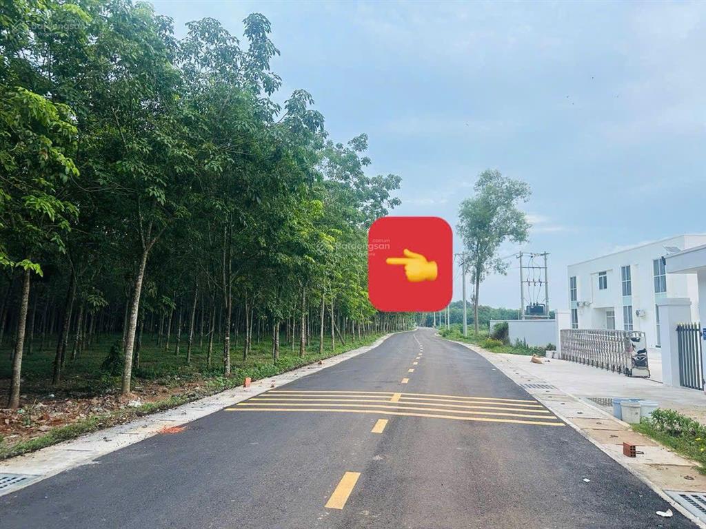 Cần bán gấp chủ ngộp lắm rồi. 16.000m2 đất cao su đang thu hoạch năm thứ 3, quy hoạch skc