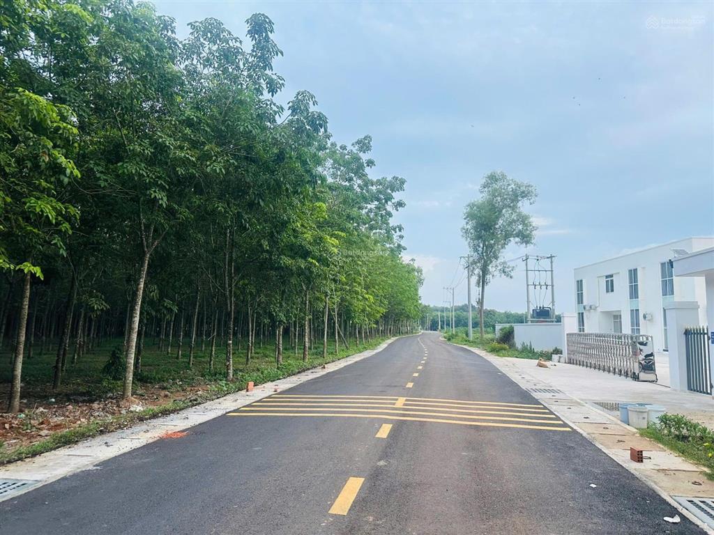 Cần bán gấp chủ ngộp lắm rồi. 16.000m2 đất cao su đang thu hoạch năm thứ 3, quy hoạch skc