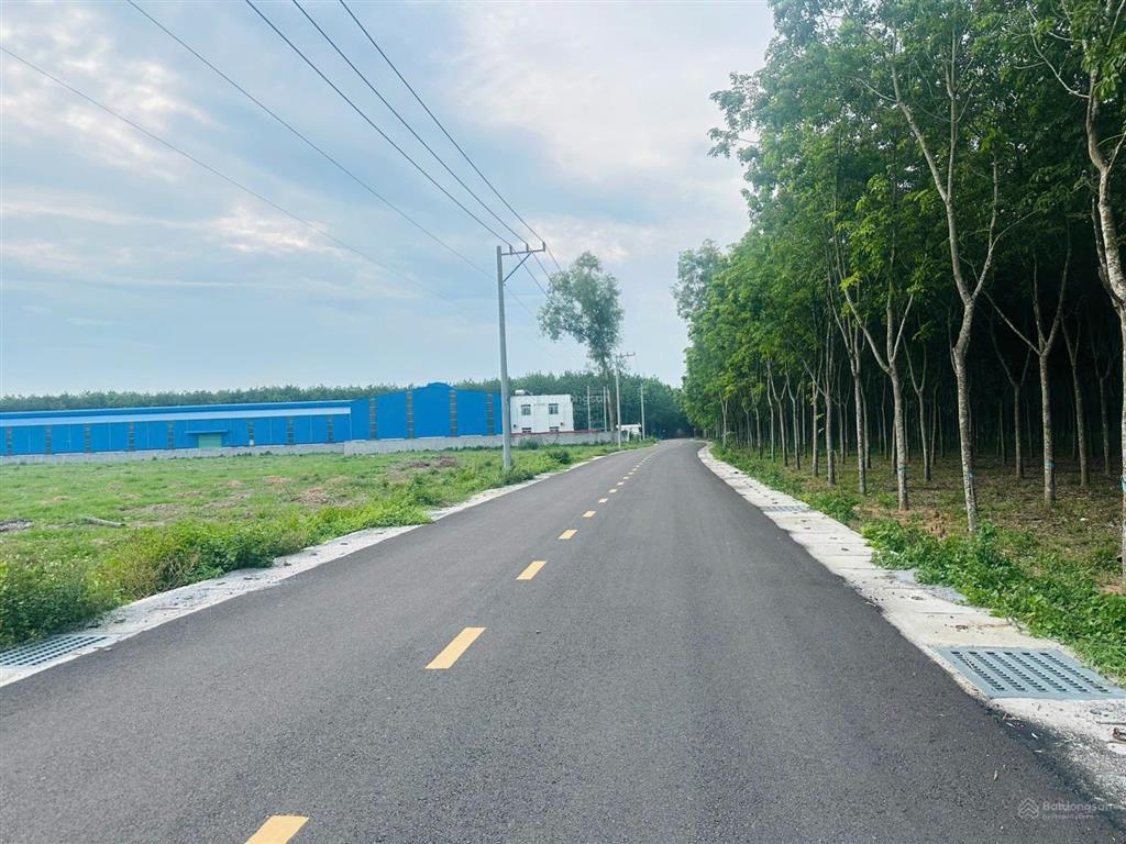 Cần bán gấp chủ ngộp lắm rồi. 16.000m2 đất cao su đang thu hoạch năm thứ 3, quy hoạch skc