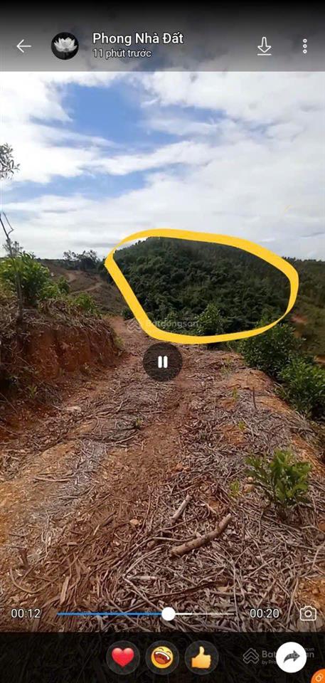 Cực rẻ, chỉ 75 triệu mua được 1,85ha đất rừng sản xuất