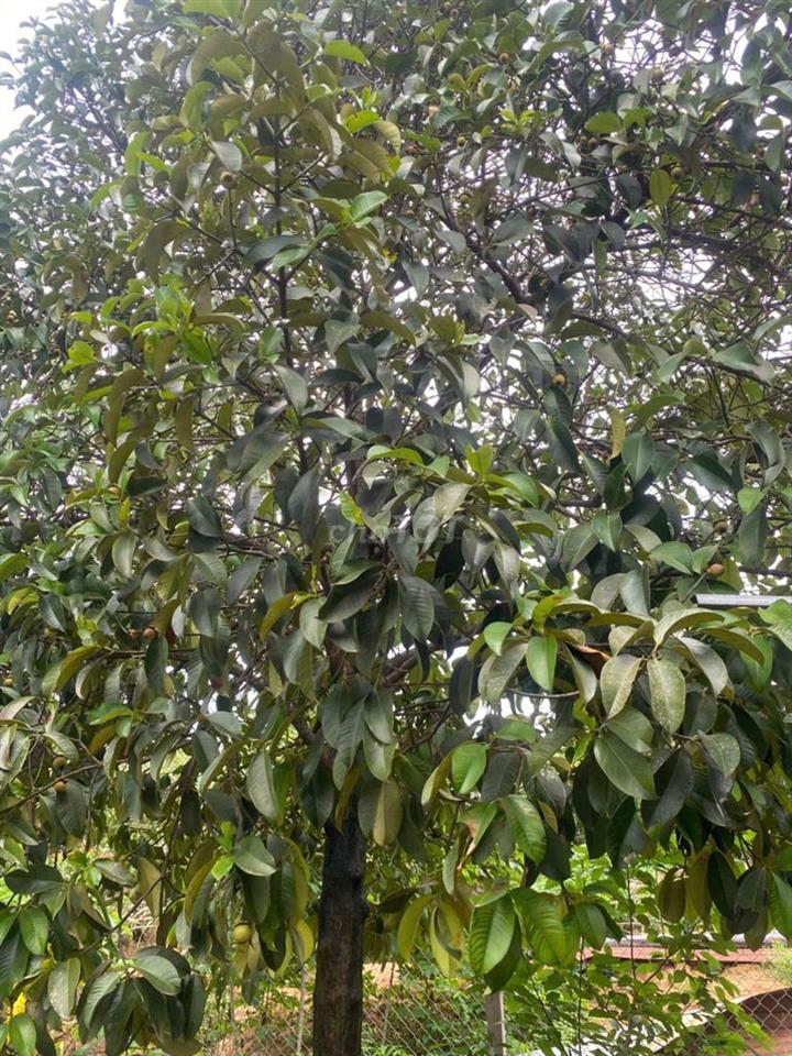 cho thuê nhà vườn tại Long Thành, cho thuê nhà vườn