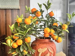 Bán cc 3pn 130m2 tại 151 nguyễn đức cảnh, tương mai, hoàng mai, hà nội, 85 triệu/m2