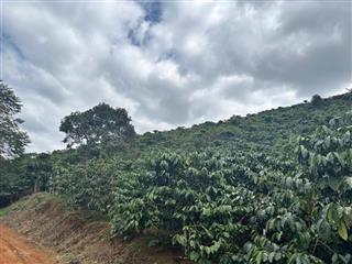 7x50m2 tổng 350m2 có sẳn 100m thổ giá 270tr tại di linhlâm đồng