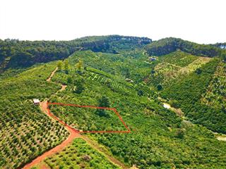 Đất di linh. 1000m2 có cà phê, có điện, đường ô tô. giá 380tr bao sổ