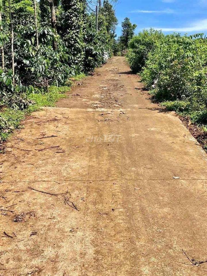 Cần bán lô đất 10x50 thị trấn Ia Kha