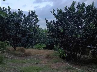 Bán 1 hecta có sẵn vườn trái cây, mặt tiền đường betong ô tô gần trung tâm huyện khánh vĩnh giá rẻ