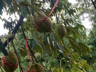 Bán vườn sầu riêng có sẵn 1.000 cây sầu thái, đường ô tô huyện khánh vĩnh, khánh hoà giá chỉ 83k/m2