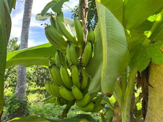 bán nhà vườn có sẵn vườn trái cây 10.000m2 đường betong giá rẻ LH 0788.558.552