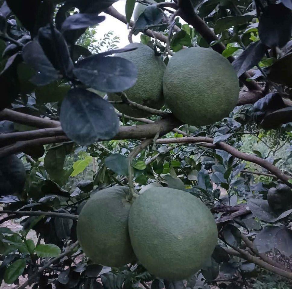 bán 1 hecta đất có sẵn nhà vườn, nhiều loại trái cây gần trung tâm huyện Khánh Vĩnh