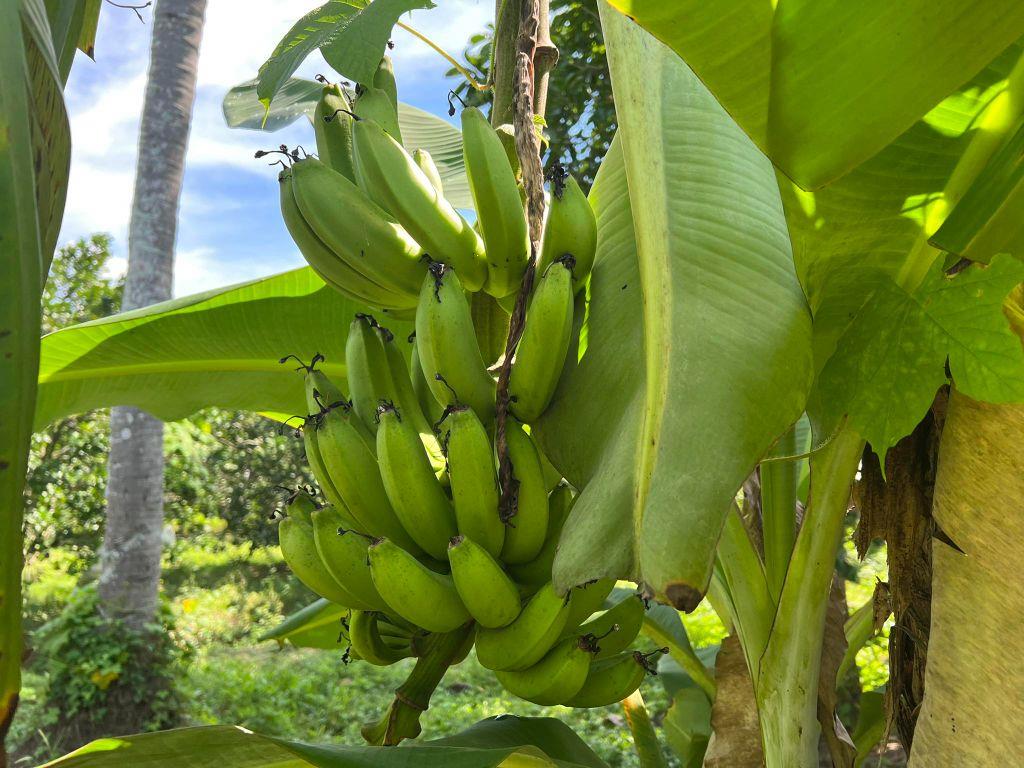 bán 1 hecta đất có sẵn nhà vườn, nhiều loại trái cây gần trung tâm huyện Khánh Vĩnh