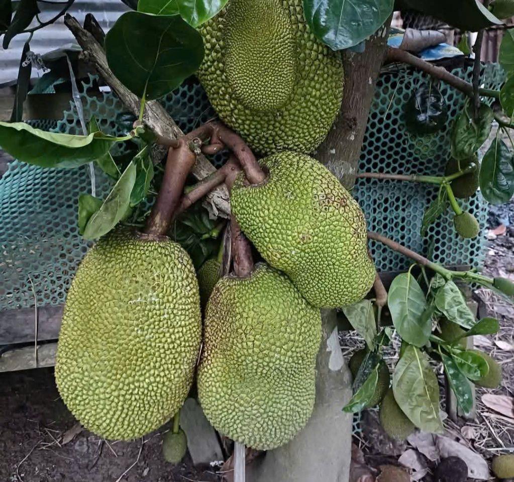 bán 1 hecta đất có sẵn nhà vườn, nhiều loại trái cây gần trung tâm huyện Khánh Vĩnh