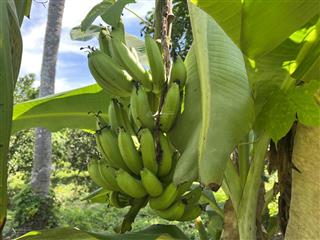 Bán nhà vườn 10.000m2 có sẵn nhiều loại trái cây giá chỉ 150k/m2 đường ô tô.  0788 558 ***