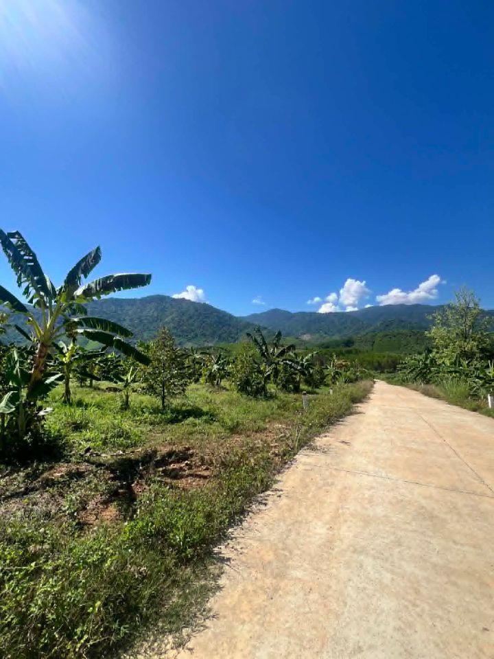 bán vườn Sầu Thái rộng 2,4 hecta gía rẻ đường betong xã Khánh Phú, Khánh Vĩnh