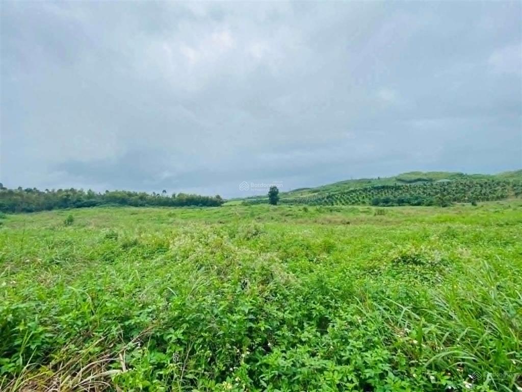 Bán 5,2 hecta đất bằng phẳng đẹp gần nha trang giá chỉ 160k/m2 đường ô tô.  0788 558 ***