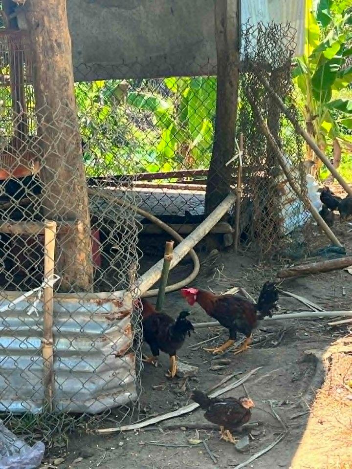 bán 2 hecta đất có sẵn nhà vườn, ao cá, trái cây đủ loại giá chỉ 150k/m2 LH 0788.558.552