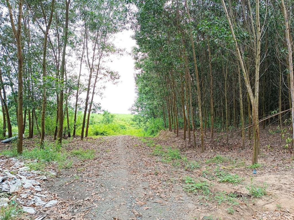 Bán 4 hecta đất nông nghiệp khác làm nhà kính, trang trại chăn nuôi, đường oto giá rẻ đường oto