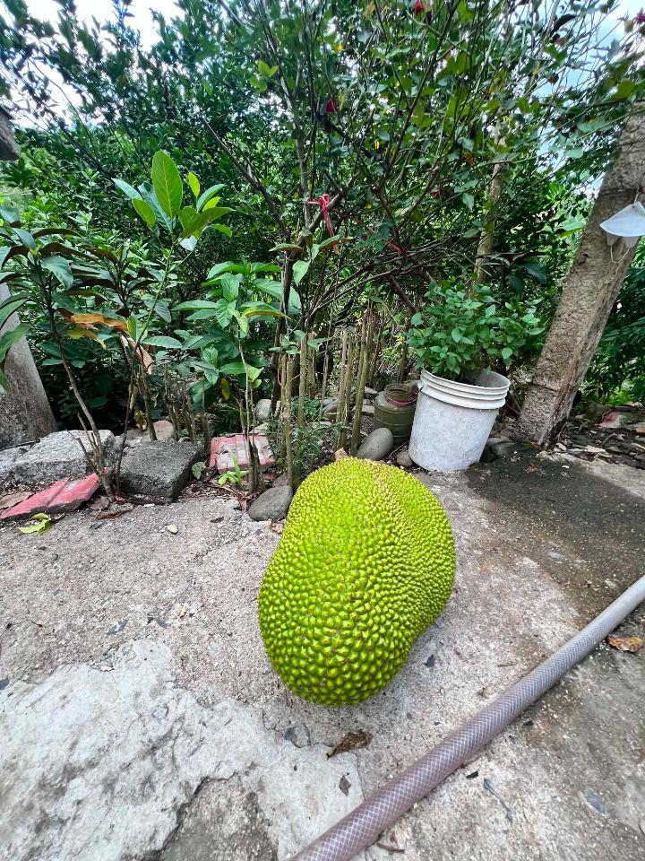 bán vườn trái cây 1 hecta đường betong gần trung tâm Khánh Vĩnh, Khánh Hoà giá rẻ
