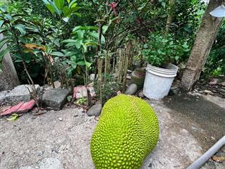 bán vườn trái cây 1 hecta đường betong gần trung tâm Khánh Vĩnh, Khánh Hoà giá rẻ