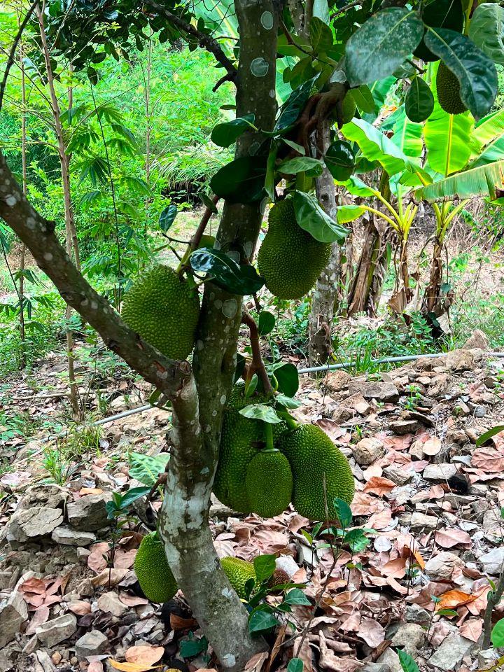 bán vườn trái cây 1 hecta đường betong gần trung tâm Khánh Vĩnh, Khánh Hoà giá rẻ