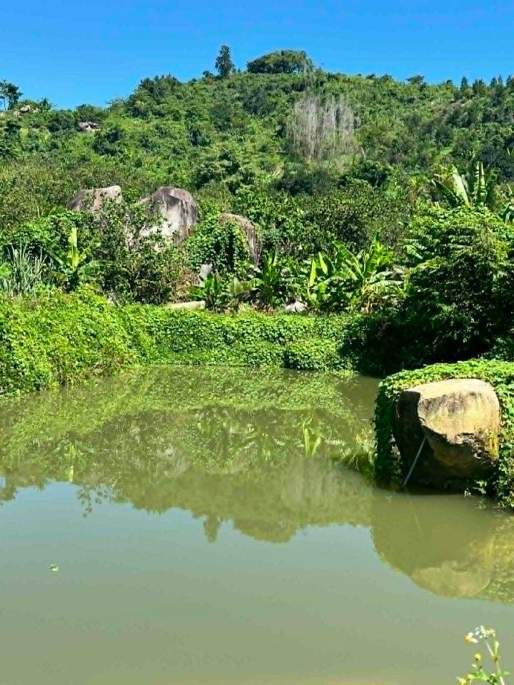 bán vườn trái cây 2 hecta đường oto giá chỉ 150k/m2 xã Khánh Phú, Khánh Vĩnh