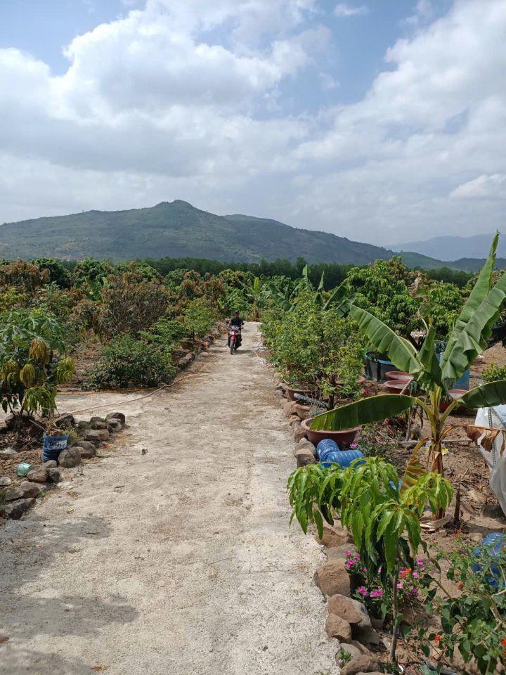 bán 26.000m2 đất có sẵn vườn trái cây đường betong, Diên Khánh, Khánh Hoà giá rẻ