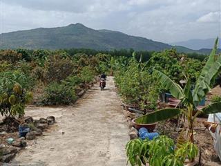 bán 26.000m2 đất có sẵn vườn trái cây đường betong, Diên Khánh, Khánh Hoà giá rẻ