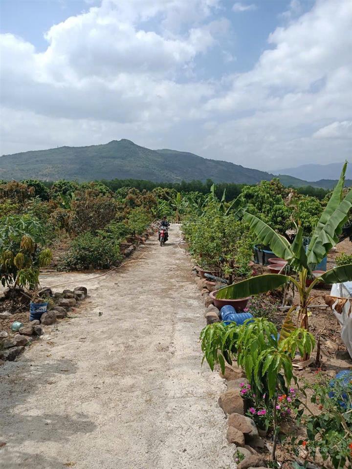 Bán vườn trái cây gần biển nha trang, rộng 26.000m2 đường betong giá chỉ 134k/m2  0788 558 ***
