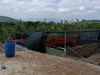 Bán vườn trái cây gần biển nha trang, rộng 26.000m2 đường betong giá chỉ 134k/m2  0788 558 ***
