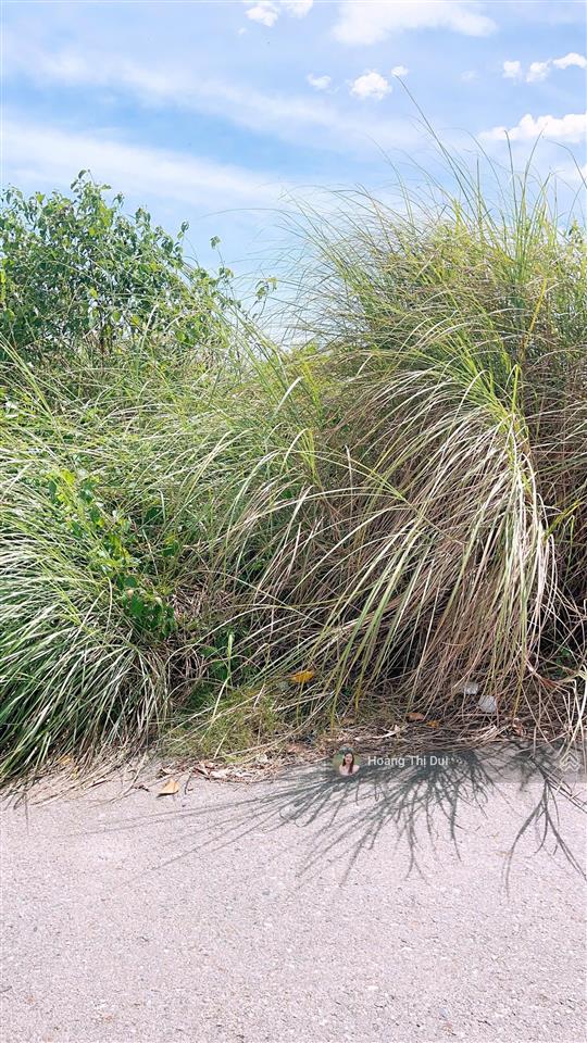 Bán nhanh lô đường 5m5 tđc đông hải, gần bùi quốc khái 5x20m, giá chỉ 4,3 tỷ