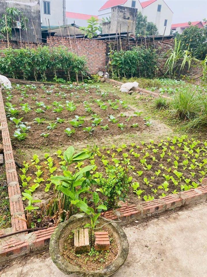 Siêu phẩm đất đẹp đông dầu dục tú đông anh, hà nội. diện tích 154m2, giá 50 tr/m2
