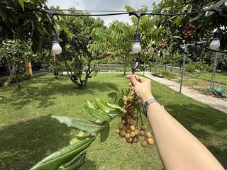 Siêu phẩm nhà vườn tại hòa nghĩa, dương kinh hải phòng giá siêu đẹp 3 tỷ xx