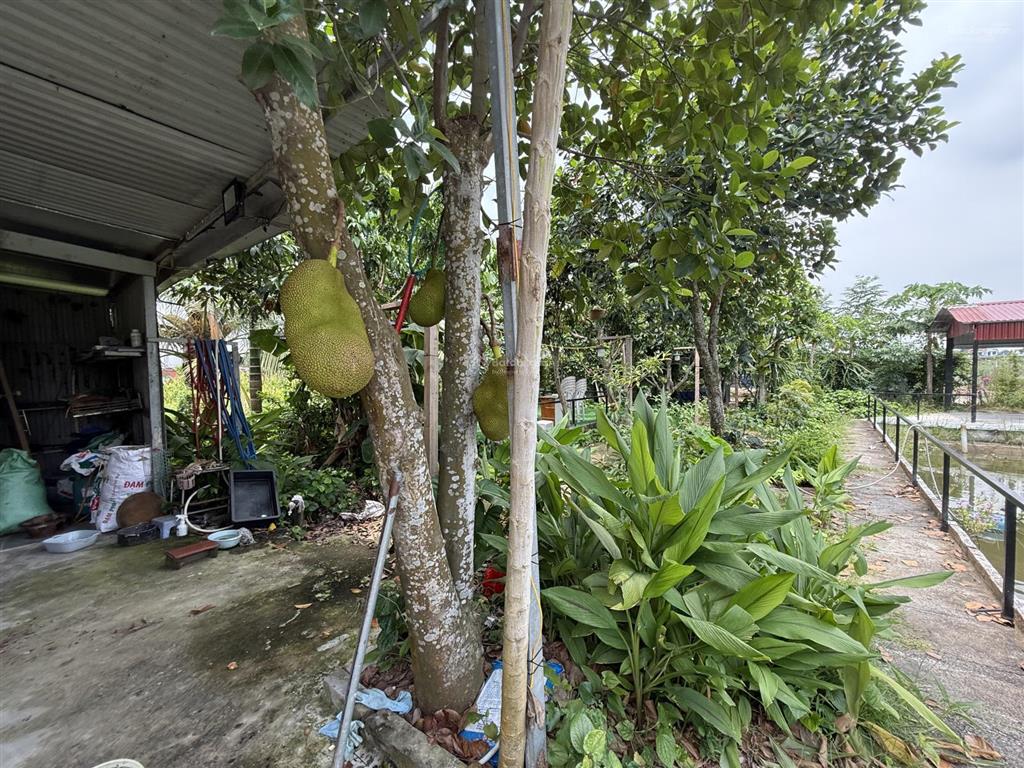 Siêu phẩm nhà vườn tại hòa nghĩa, dương kinh hải phòng giá siêu đẹp 3 tỷ xx