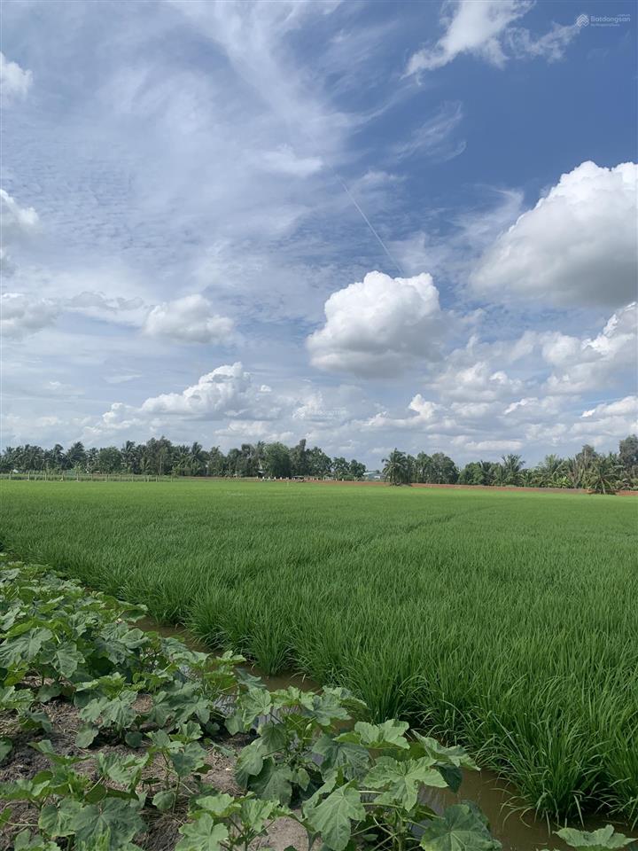 Bán đất lúa giá siêu rẻ 1.527m2 giá 1tỷ2