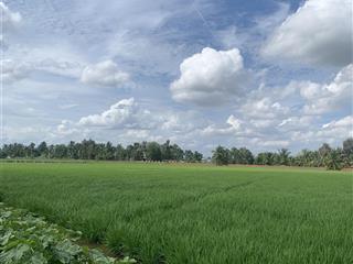 Bán đất lúa giá siêu rẻ 1.527m2 giá 1tỷ2