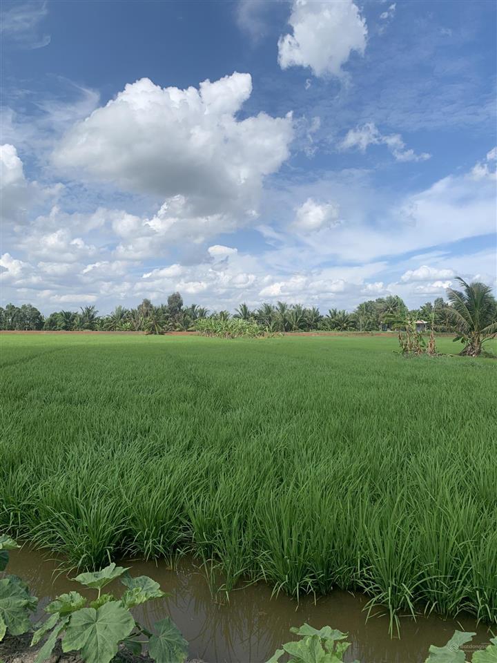 Bán đất lúa giá siêu rẻ 1.527m2 giá 1tỷ2