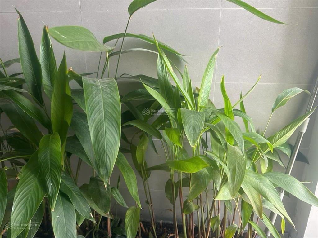 Bán căn chung cư hagl lake view 117m2