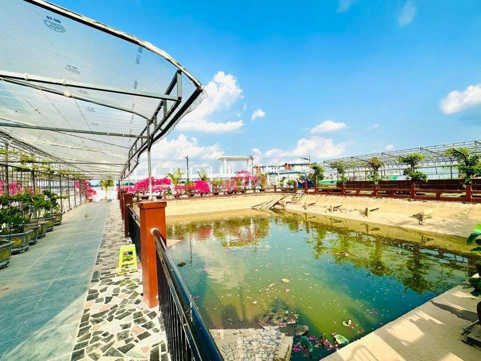 CHO THUÊ 5000M2 SÂN VƯỜN VIEW 2 CẦU CẦN THƠ NGẮM HOÀNG HÔN SIÊU ĐẸP