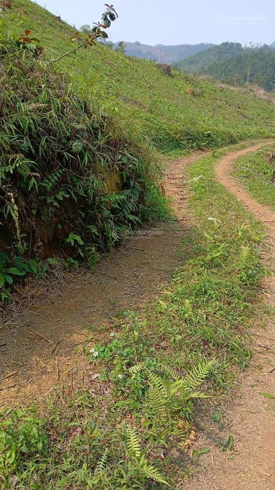 Chuyển nhượng 5000 ha trồng rừng tại miền bắc pháp lý đầy đủ