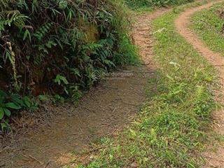 Chuyển nhượng 5000 ha trồng rừng tại miền bắc pháp lý đầy đủ